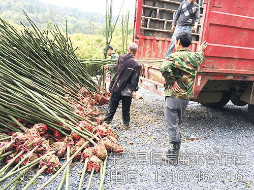 3公分香樟装车