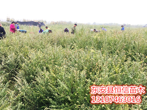 红豆杉三年苗起苗