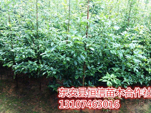 1.5公分桢楠带泥球