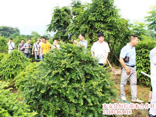 安东县恒信苗木合作社,湖南永州红豆杉,桢楠,金花茶,优质苗木,珍稀苗木,竹柏