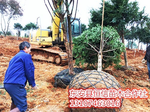 安东县恒信苗木合作社,湖南永州红豆杉,桢楠,金花茶,优质苗木,珍稀苗木,竹柏