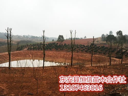 安东县恒信苗木合作社,湖南永州红豆杉,桢楠,金花茶,优质苗木,珍稀苗木,竹柏