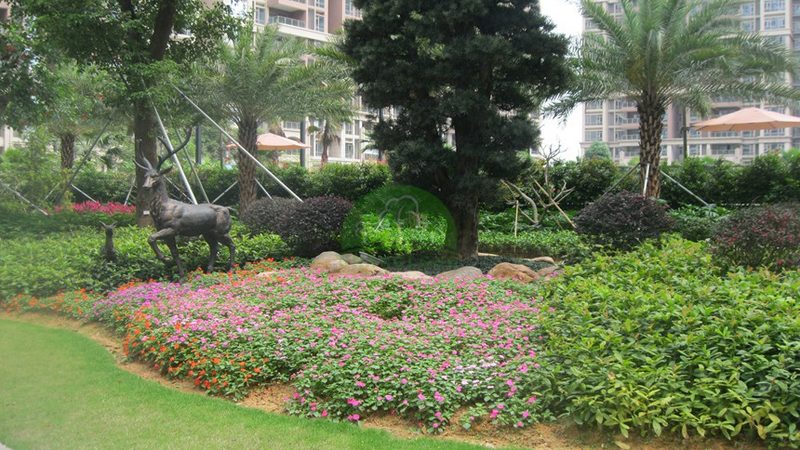 会议室花卉租摆，如何打造清新雅致的空间氛围？**