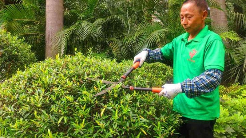 上海绿植租赁上门安装服务：打造绿色空间新选择
