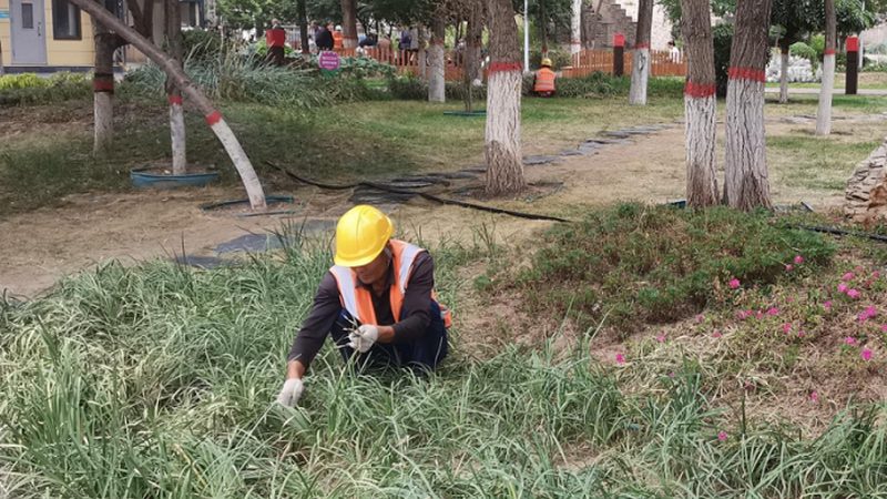 学校绿化养护哪家便宜